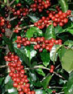 Coffee Plant