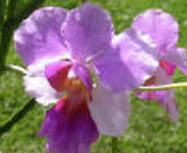 Finca Dracula Orchid Sanctuary